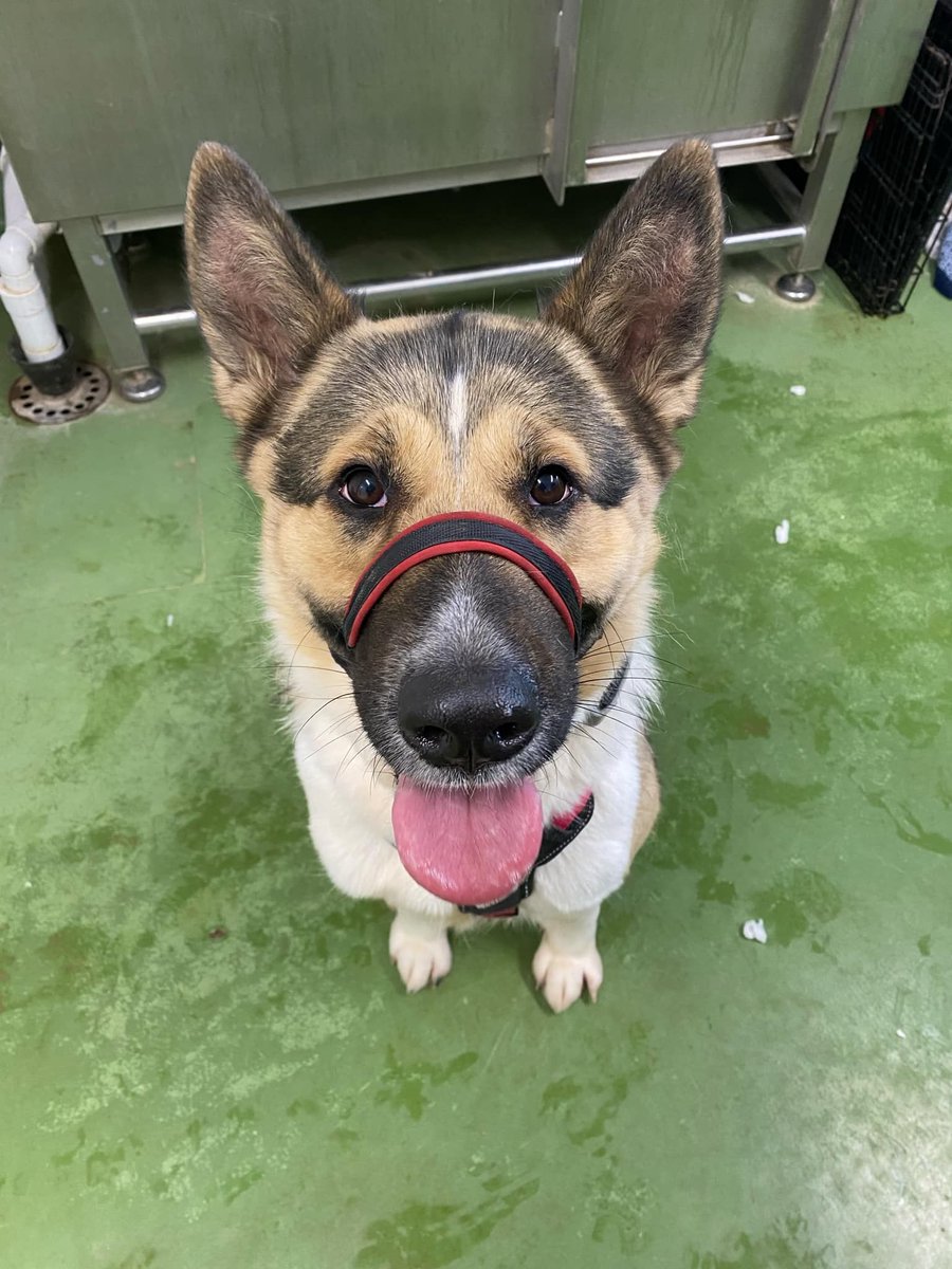 Meet Sadie! 🐾  

This stunning Akita-Shepherd mix is excitable, friendly, and ready for a loving home! Sadie enjoys human companionship but also values her independence. She needs continued training, especially with her lead manners, and would thrive as the only pet. Suitable...