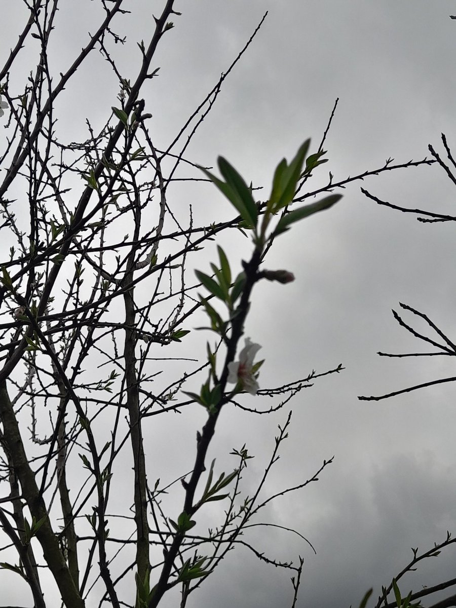 Bom dia minha gente! O céu está cinzento mas a minha amendoeira já tem uma flor e é sexta-feira!yessss 😉