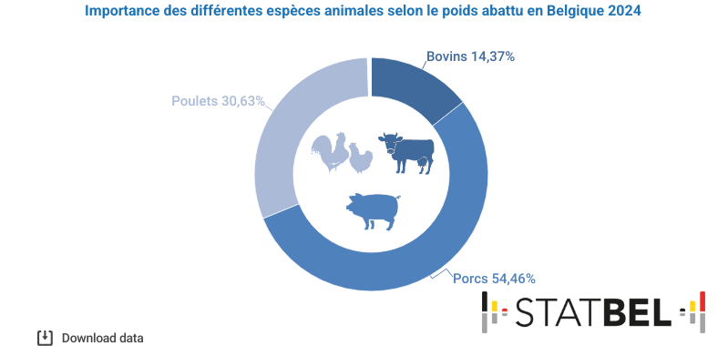 En 2024, 809.000 bovins, 310,5 millions d’unités de volaille et 9,4 millions de porcs ont été abattus. En poids, les porcs représentent la plus grande part (54%). 

ℹ️➡️ statbel.fgov.be/fr/themes/agri…  #Statbel