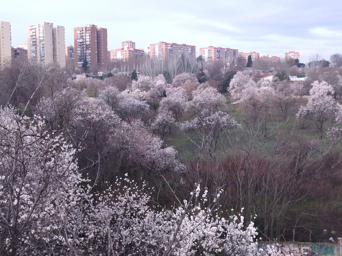 ¿Qué prefieres?

¿Este mar de almendros en flor que nos regala todos los años la Huerta de Mena de Hortaleza o talarlos para hacer oficinas como pretende Almeida?