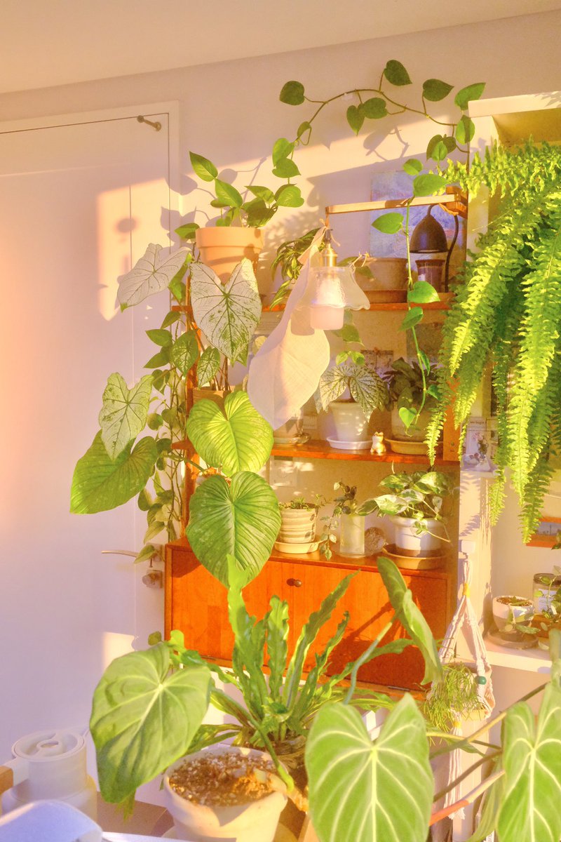 식물아래🌿이젤 tweet media