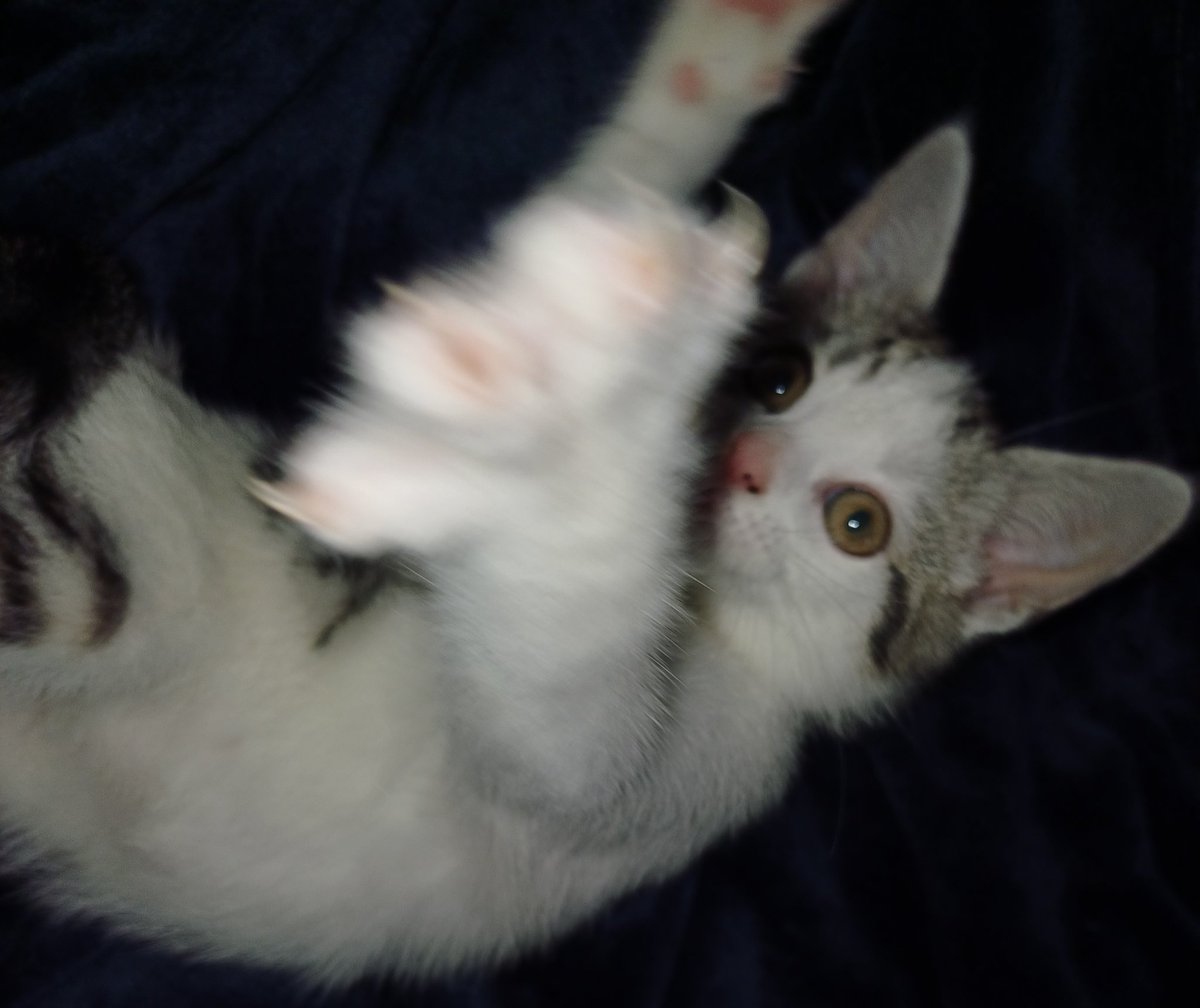 SarahP_Para's tweet photo. #Kitten got 4️⃣/🔟 for #dismount from her O/H sleeping spot ontop of pillow, directly above my head
She managed to roll down the pillow sideways😂
Now handover #KittenWatch duty to O/H so can escape last pampering of #halfterm, pre-shift nap➡️ 🚑 late-shift
🐈in #Zoomies mode😆 https://t.co/C3jhwPoRK2