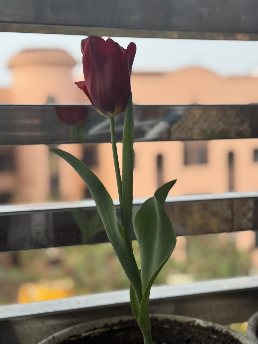 chandanas's tweet photo. Then spring bloomed on my balcony,
with tulips in vibrant hues,
behind the trellis of sun,
shedding the #petulant
toss of winter blues.
#vss365 #petulant
#tulips #delhispring https://t.co/CGKnc4Q2LY