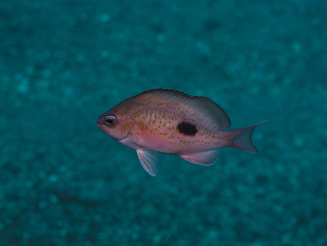 IUCN Red List (@iucnredlist) on Twitter photo 📢NEWS: <a href="/minderoo/">Minderoo Foundation</a> and IUCN to accelerate ocean #conservation with cutting-edge #eDNA tools.
The collaboration will bring environmental DNA (eDNA) technology into the IUCN Red List, enhancing how we detect and assess marine species at risk.🦈
Learn more shorturl.at/F6eNz 📢NEWS: <a href="/minderoo/">Minderoo Foundation</a> and IUCN to accelerate ocean #conservation with cutting-edge #eDNA tools.
The collaboration will bring environmental DNA (eDNA) technology into the IUCN Red List, enhancing how we detect and assess marine species at risk.🦈
Learn more shorturl.at/F6eNz
