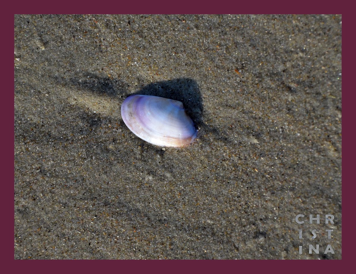 #KleurInDeNatuur dag 21 #Aubergine rgb 97 34 61. Je kunt de kleurstof maken met rode kool .  Zie alt-tekst voor uitleg over de foto
