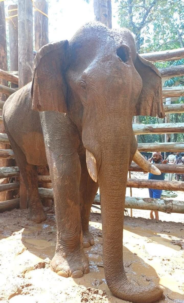 Injured elephant of Athirappally is no more . See what Kerala Forest dept had done to him. When they first trianquilized him, they could've do it properly if they really wanted to rescue him. Instead these devils wanted to kill him.1st n 2nd time  photos