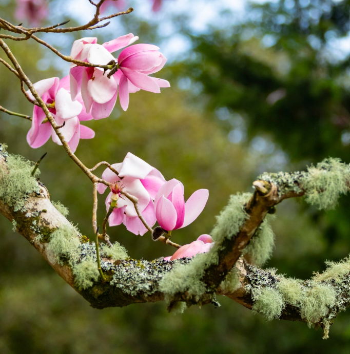 National Trust South West tweet media