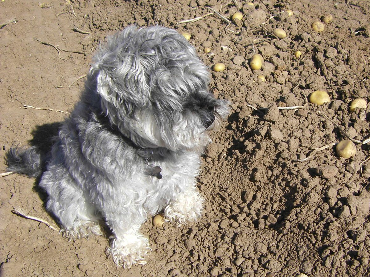 Ann Rayner tweet media