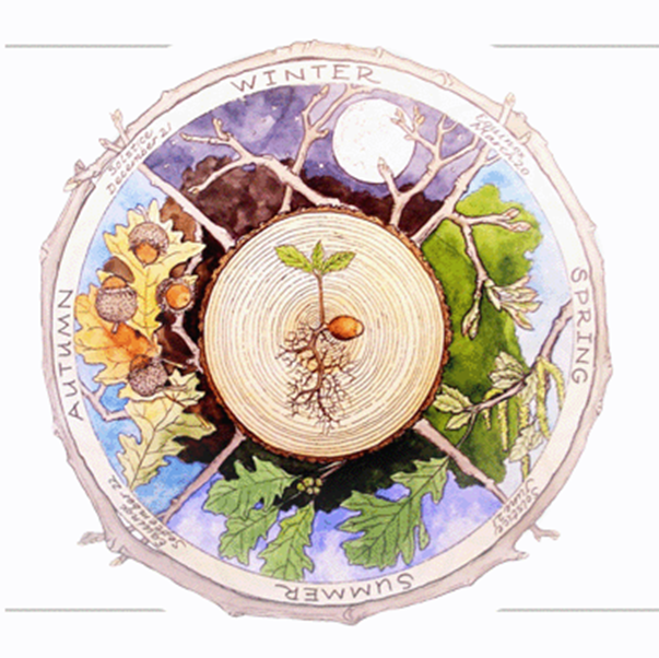 Did you hear about the term phenology?
Phenology is the study of seasonal changes in plants and animals, particularly how biological events are influenced by climate and environmental factors. 🌿🌍
For example: 
🌸 flowering times – when different flowers bloom in spring or