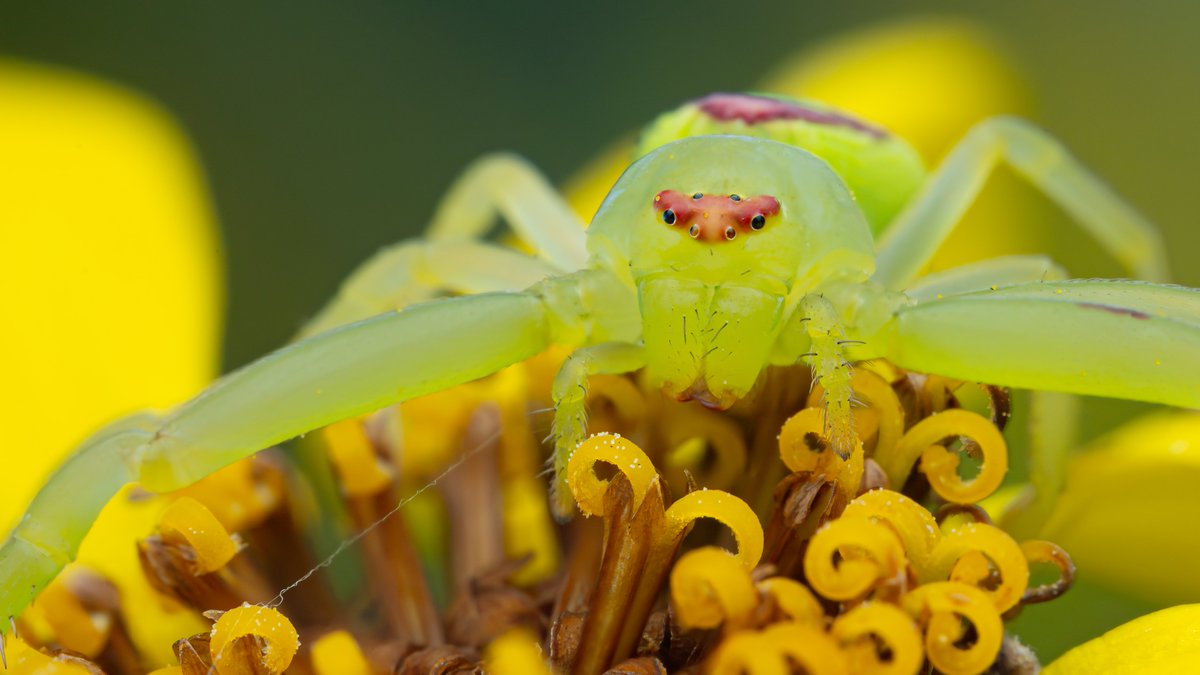 This is a great thread. One exception being macro photographers who are appreciating the colours nature has to offer and pushing them to the limit.