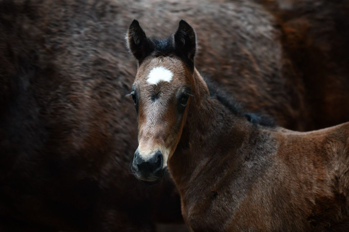 We look back at Valentines Day for this weeks #FoalFriday! We welcomed a colt by Ardad, out of Fortune Told 🐎👀 

#ElwickStud