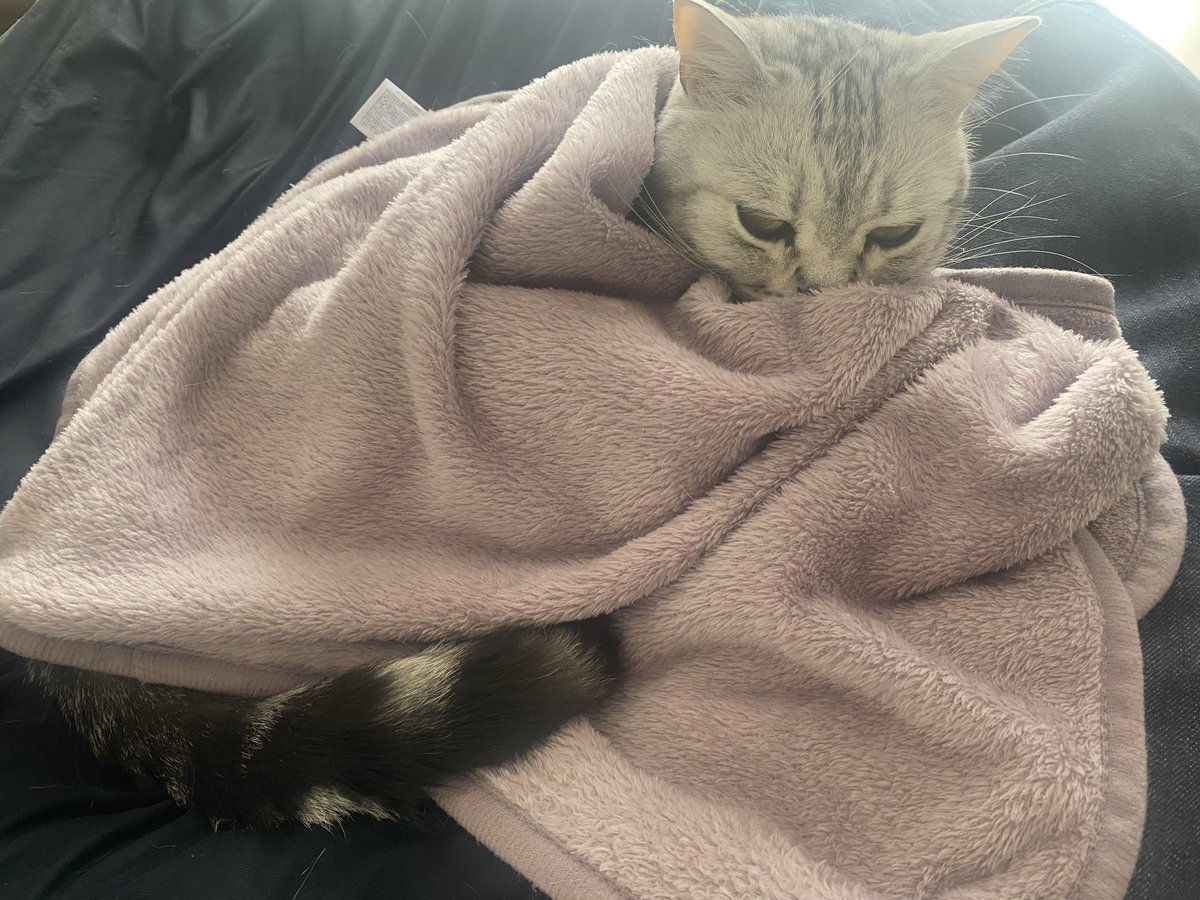diary0x0's tweet photo. 猫をだめにするクッション https://t.co/MujnQap5Yl