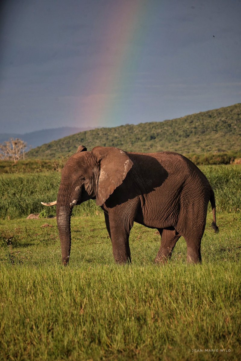 VISIT RUTSIRO (@visitrutsiro) on Twitter photo Reka turebe ukuntu muri parike ya #mukura na #gishwati twazana mo imwe muri izi nyamaswa
Duhere kuyihe ??
<a href="/RutsiroDistrict/">Rutsiro District</a> <a href="/visitrwanda_now/">Visit Rwanda</a> #VisitRwanda <a href="/VisitRwandaTrip/">VISIT RWANDA TRIP TOURS</a>
#Rwanda Reka turebe ukuntu muri parike ya #mukura na #gishwati twazana mo imwe muri izi nyamaswa
Duhere kuyihe ??
<a href="/RutsiroDistrict/">Rutsiro District</a> <a href="/visitrwanda_now/">Visit Rwanda</a> #VisitRwanda <a href="/VisitRwandaTrip/">VISIT RWANDA TRIP TOURS</a>
#Rwanda