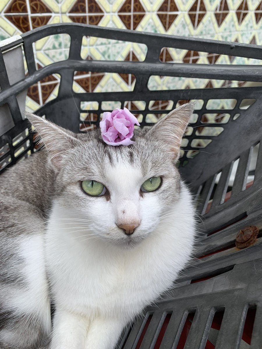 EstherKawaiiSan's tweet photo. This is my dad’s lover
why she looks like wanna kill me?😀

#cat #car #unfriendly https://t.co/YcySf6uQqG