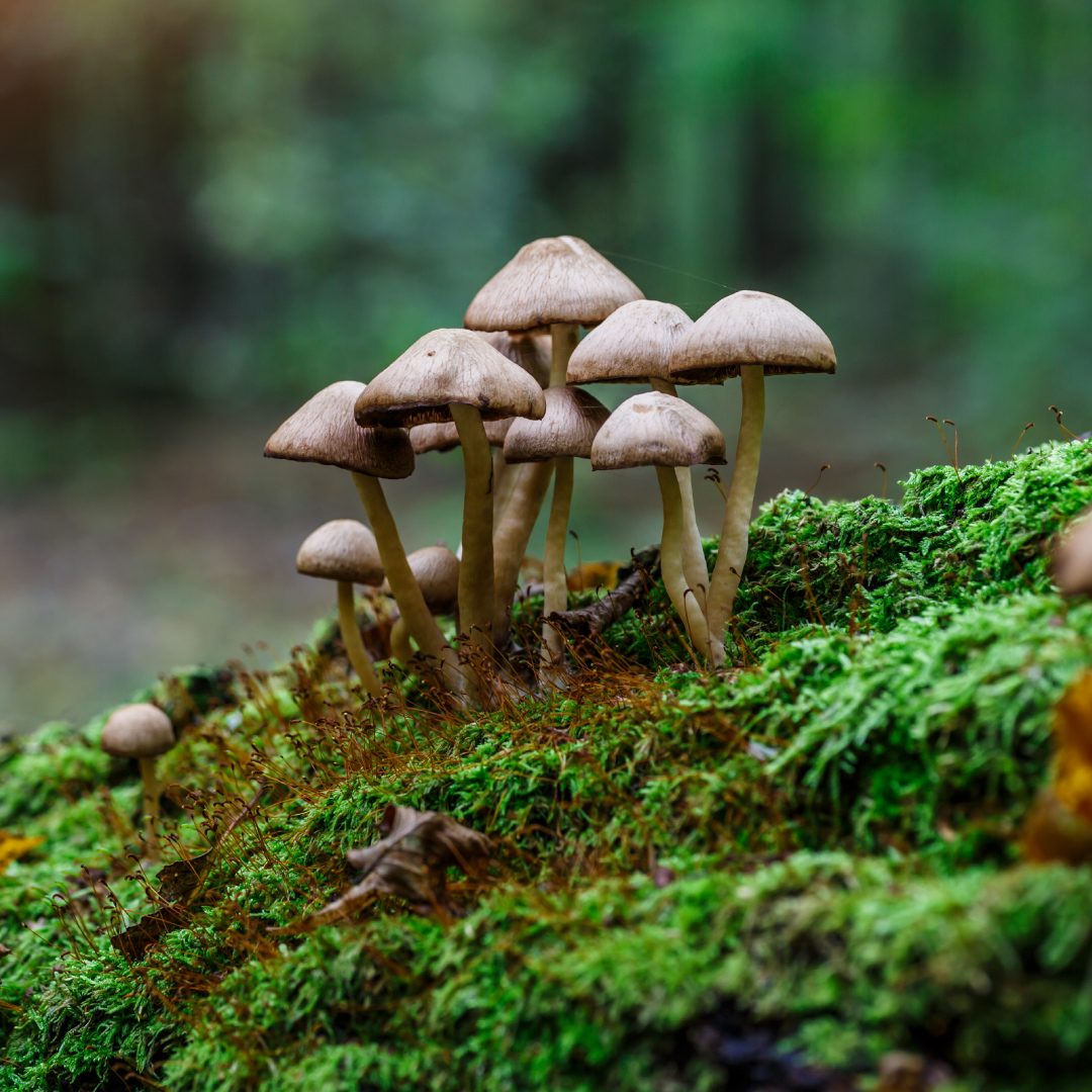 🌱🍄🦠Fungi, bacteria, and lichens are natural allies in the fight against soil erosion in arid landscapes. Together, they bind soil particles, protecting the land and promoting stability. 

#EXCALIBURh2020 #biodiversity #soil #HorizonEurope #EU #H2020 #ResearchImpactEU