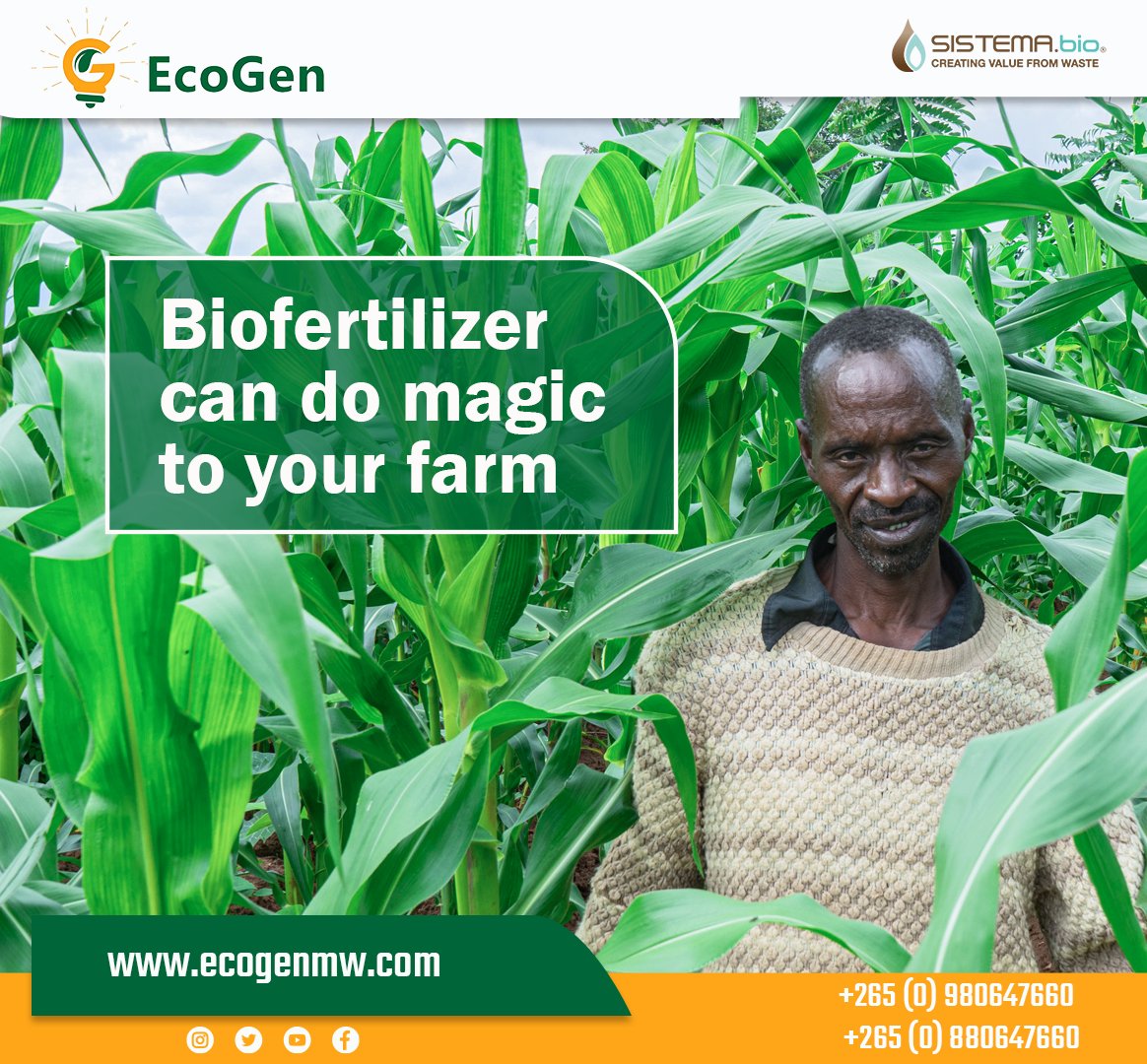 Imagine not spending over a K100, 000 on a 50KG bag of chemical fertilizer, and only using biofertilizer from your biogas system to grow your crops.

Just like this farmer from Dedza, Malawi who used biofertilizer. The result? A strong green plant.
 
#Biogas #Biofetilizer