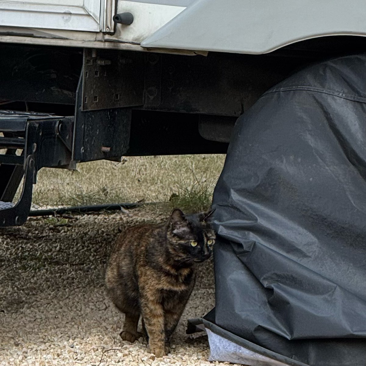rvguard's tweet photo. 🐱Caught this curious kitty chilling by our RV wheels today!  💫
💗Share the cuties you encountered in your trip with us! 
#RVLife #CatsofTwitter #RVGUARD #roadTrip #travellife #TravelTips #pets #CatsLover https://t.co/kvgyxyXDLj