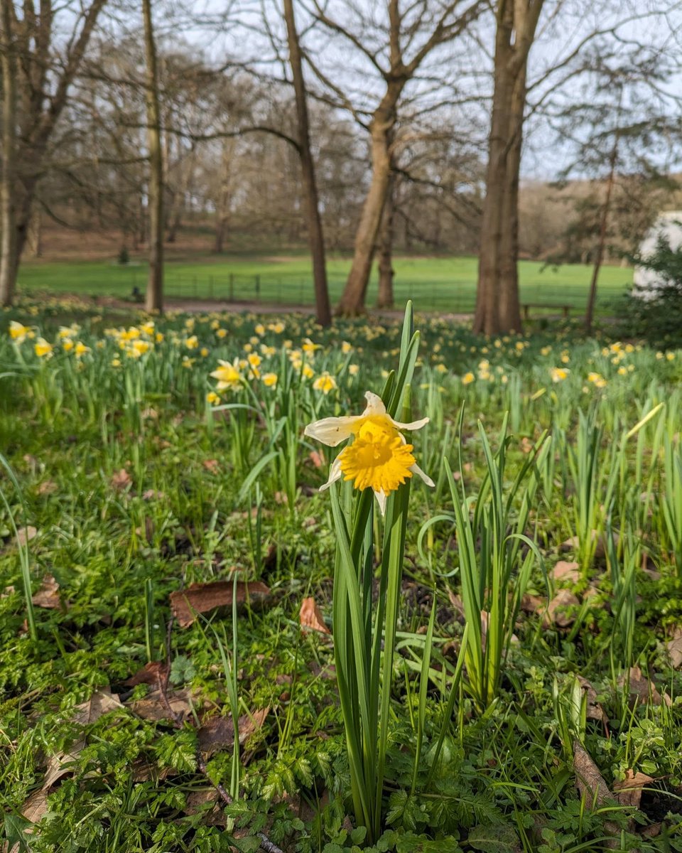 Painshill's tweet photo. 💮Spring is on its way!
🌼Beautiful spring bulbs are emerging, bringing colour to Painshill's landscape.
🌸Visit us soon to experience the blooms at their peak.
ℹ️Tickets are cheaper if booked online in advance at https://t.co/e67bL0pXy5
#HereComesSpring #Painshill #SpringBulbs #PositiveVibes #Charity #Heritage #Spring