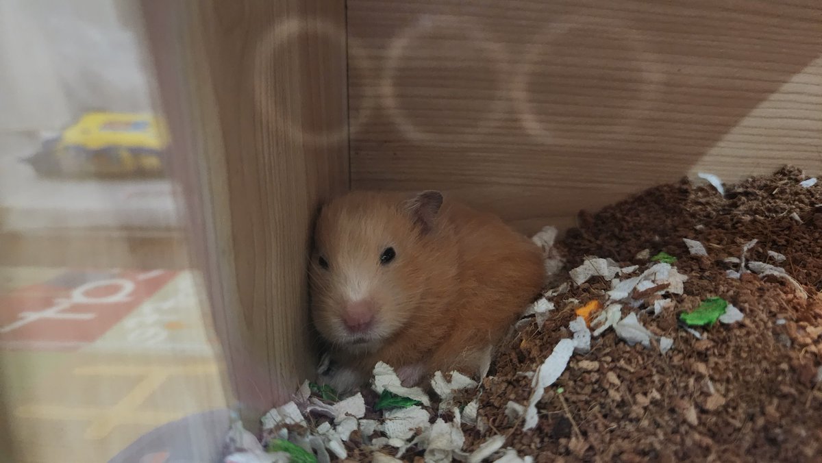 JeonIcDe's tweet photo. Cleaning her cage today and kept accidentally woke her up. Shall continue later at night. https://t.co/T6nwNJyAfe