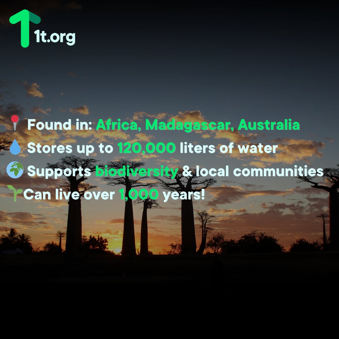 1t_org's tweet photo. #TreeoftheMonth: #Baobab
Known as the "Tree of Life", Baobabs store up to 120,000L of water, live 1,000+ years, & support biodiversity in Africa, Madagascar & Australia.
Have you seen one? Comment below!
#1torg #Biodiversity https://t.co/qa4RsBl4ek