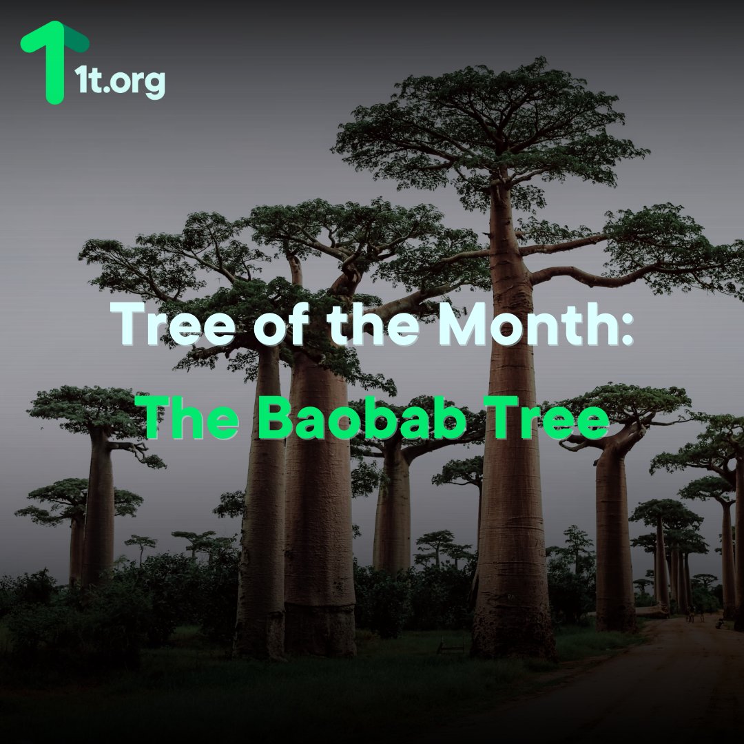 1t_org's tweet photo. #TreeoftheMonth: #Baobab
Known as the "Tree of Life", Baobabs store up to 120,000L of water, live 1,000+ years, & support biodiversity in Africa, Madagascar & Australia.
Have you seen one? Comment below!
#1torg #Biodiversity https://t.co/qa4RsBl4ek