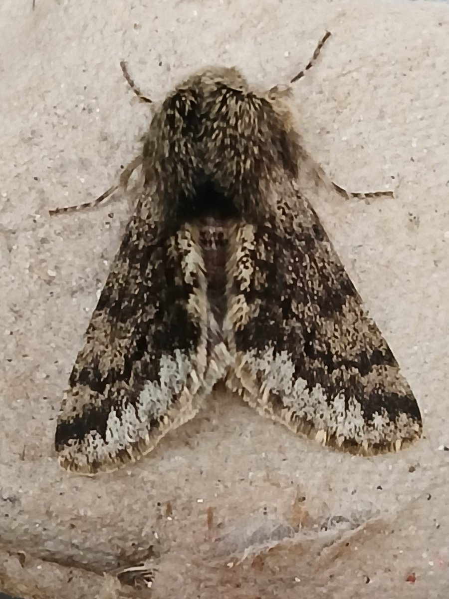 Small Brindled Beauty in the trap this morning 😊 A new record for the park. Looks like very few Staffs records . #teammoth