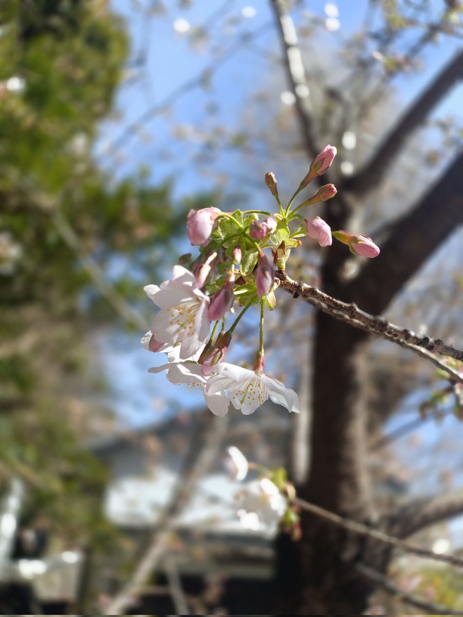 mi_____ik's tweet photo. 桜咲いてたぁぁ
#barfoo
#いざ鎌倉 https://t.co/03nmD61K0P