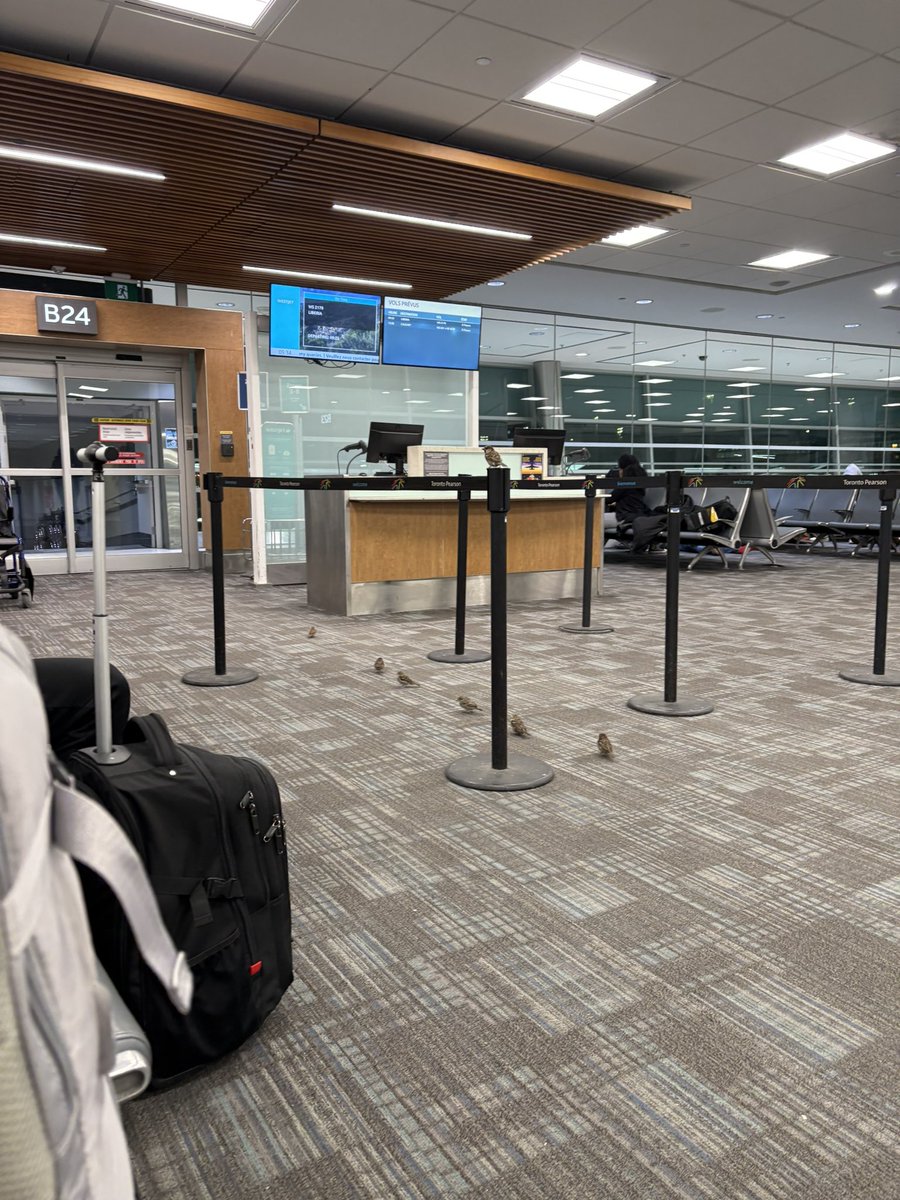Jabecion's tweet photo. lazy ass birds can’t even migrate on their own nm. Did their moms not teach them how to fly? https://t.co/YPjsx4JbO7