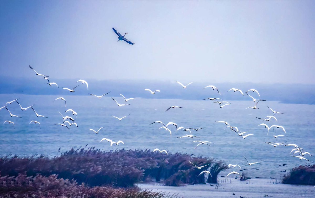 SvbonyBirding's tweet photo. 🌟🐦🏞️ Choose SV406P 20-60x80 ED to provide an excellent visual experience for your bird watching and nature photography hobbies. 🔭✨ 
https://t.co/GtSMZmUiIX
#SV406P #SpottingScope #Birdwatching #OutdoorAdventure #NaturePhotography https://t.co/OS64uiHlMK
