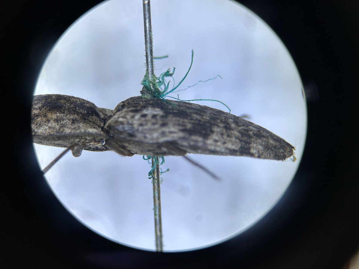calisius's tweet photo. 虫の身体を切って縦断面を見てみたところ、緑青は体内組織にも食い込むようにして広がっていた。→さらにリプに続く https://t.co/PDu1ajtWdI