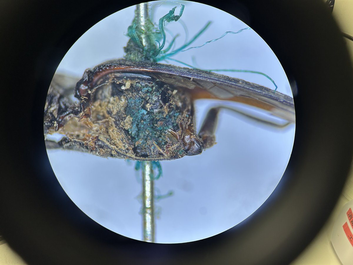 calisius's tweet photo. 虫の身体を切って縦断面を見てみたところ、緑青は体内組織にも食い込むようにして広がっていた。→さらにリプに続く https://t.co/PDu1ajtWdI