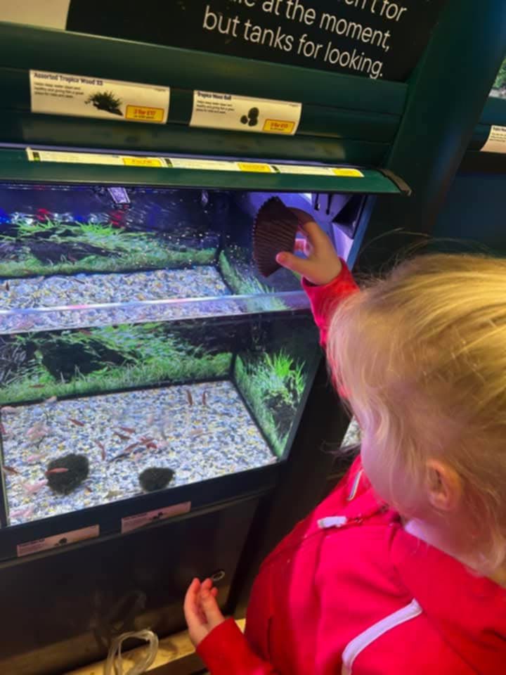 gg_tay_ochils's tweet image. Clackmannanshire Division
1st Menstrie Rainbows finished their Animal Lover badges with a trip to their local Pets at Home where they made fat balls to feed the birds and they fed the fish too.  Well done Rainbows!  @GirlguidingScot @Girlguiding #Rainbows #PetsAtHome