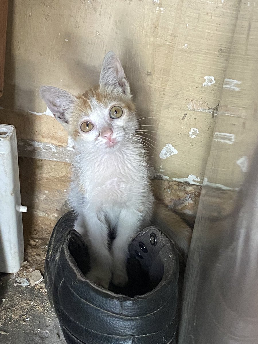 erikitaherrera5's tweet photo. Buenas Le tiraron en el basurero de mi trabajo, necesito encontrarle una casita, esta quedandose en la caseta de los guardias, va ser una bolita de pelos, churrazo que necesita mucho amor 
0982945195 me escriben 🙏🏻 https://t.co/4i84Q9R816