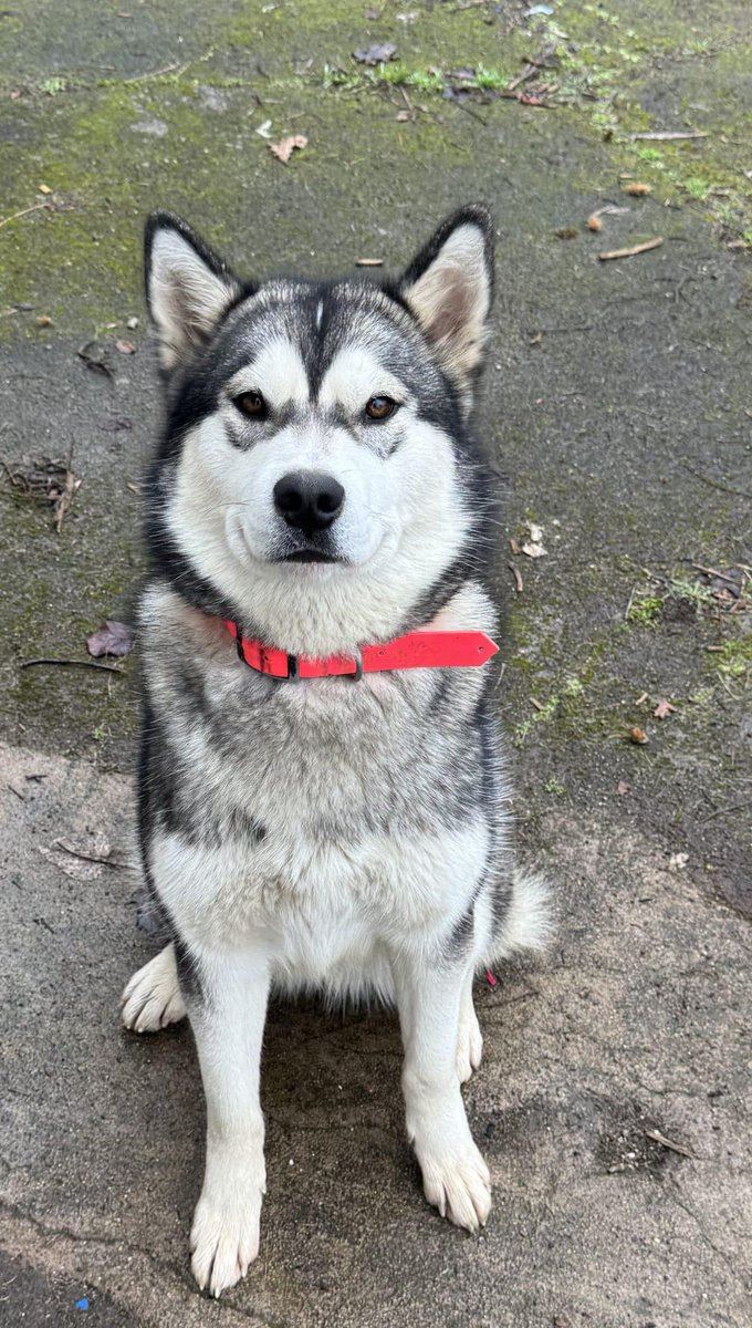 ChiensaDonner's tweet photo. 📢 A adopter Chienne Malamute d’Alaska lof 11 mois – Pyrénées Atlantiques
Contactez le maître :
➡ https://t.co/9ECQr1engI
🙏 Merci d’avance pour vos partages.
#chien #adoption #malamute #pyreneesatlantiques https://t.co/nwIJRXfQiw