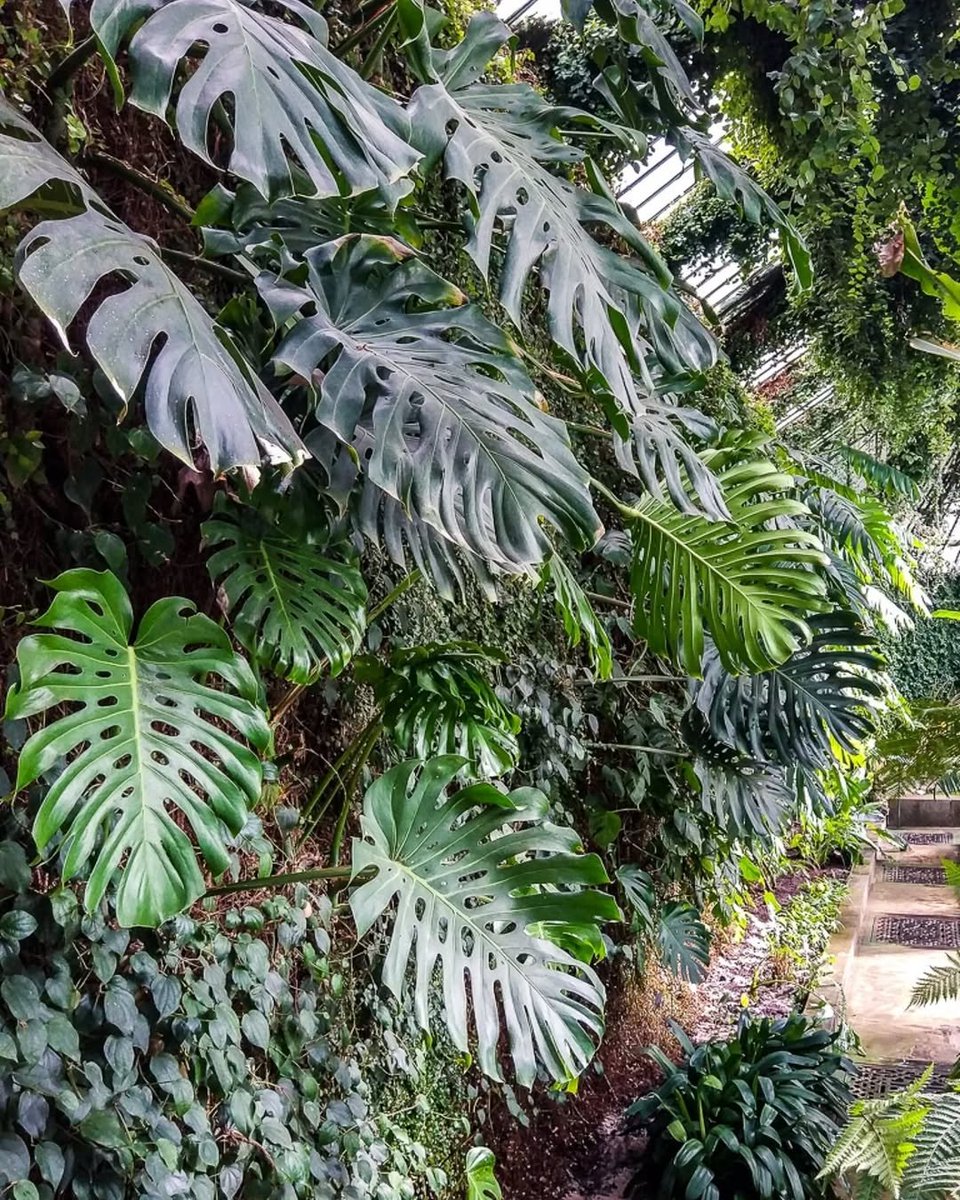 3️⃣ Hojas con perforaciones que permiten: dejar pasar luz a niveles inferiores, reducir daños por viento o lluvia extrema, optimizar la captación de agua: Monstera #Araceae
#12Plantas12Meses
#270AniversarioRJB