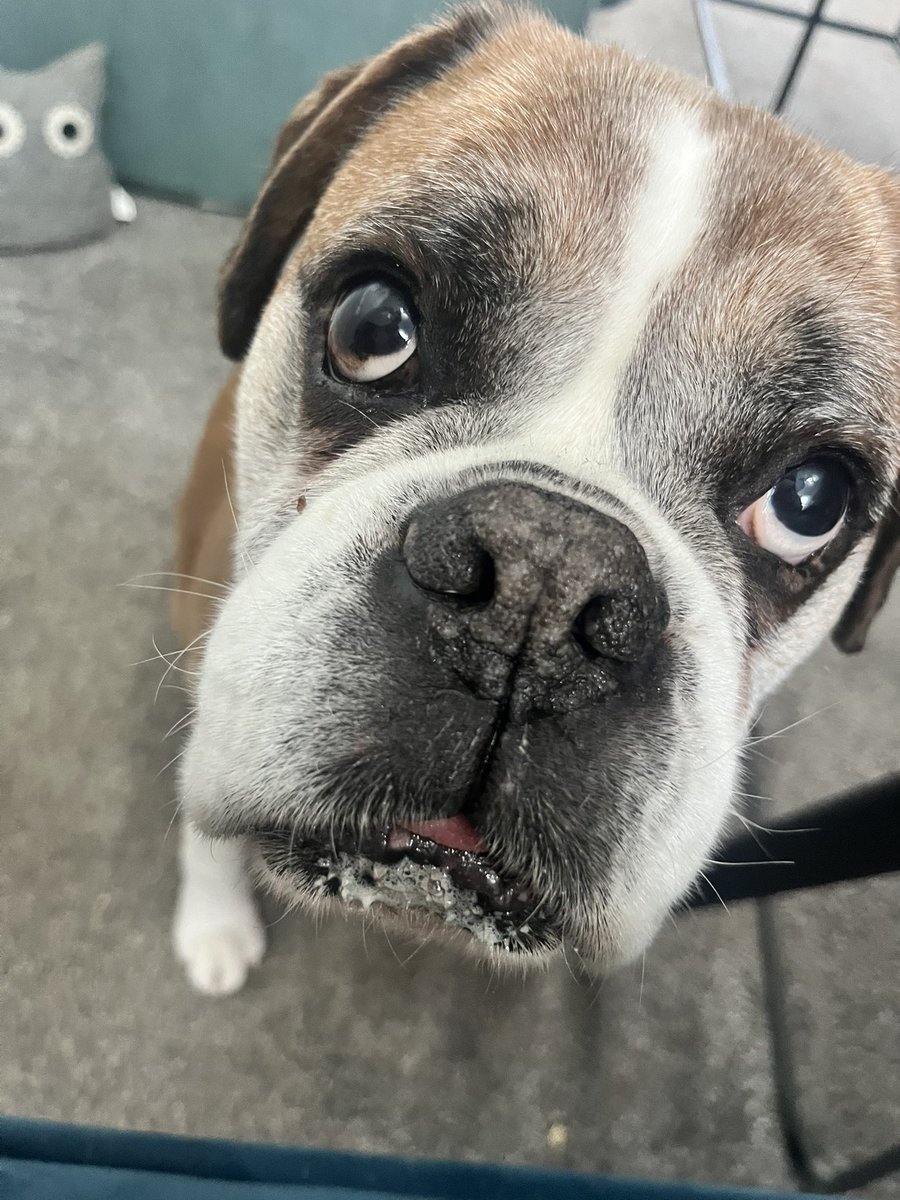 Georgemcb3's tweet photo. George wishes everyone #HappyFriday #BoxerDogSenior #BoxerDog #BoxerPup https://t.co/gaRrwVPy24