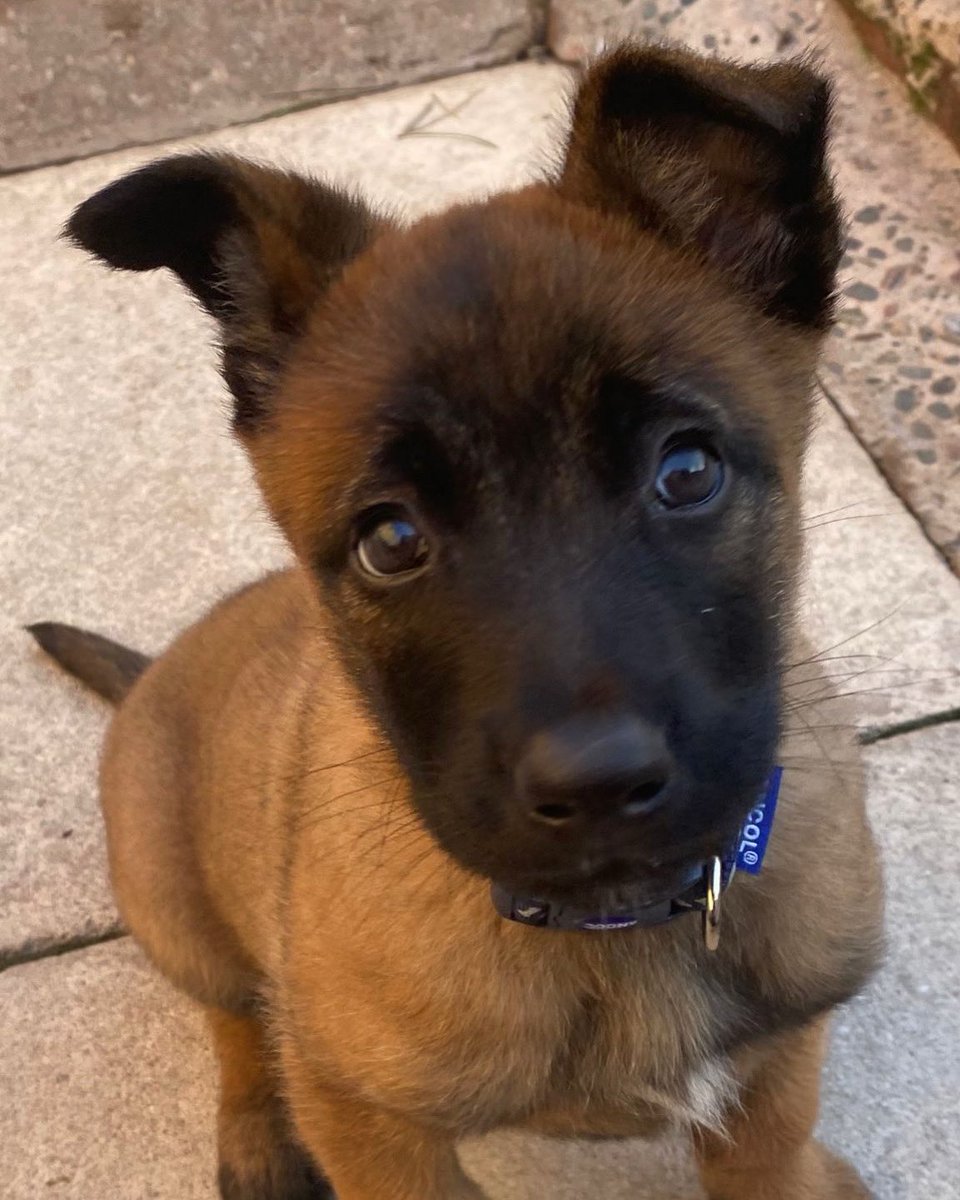 What better way to go into a Friday than meeting TPD Otto 🐕

🐾 TPD Otto is living with his handler and will grow to be one of our General Purpose dogs.