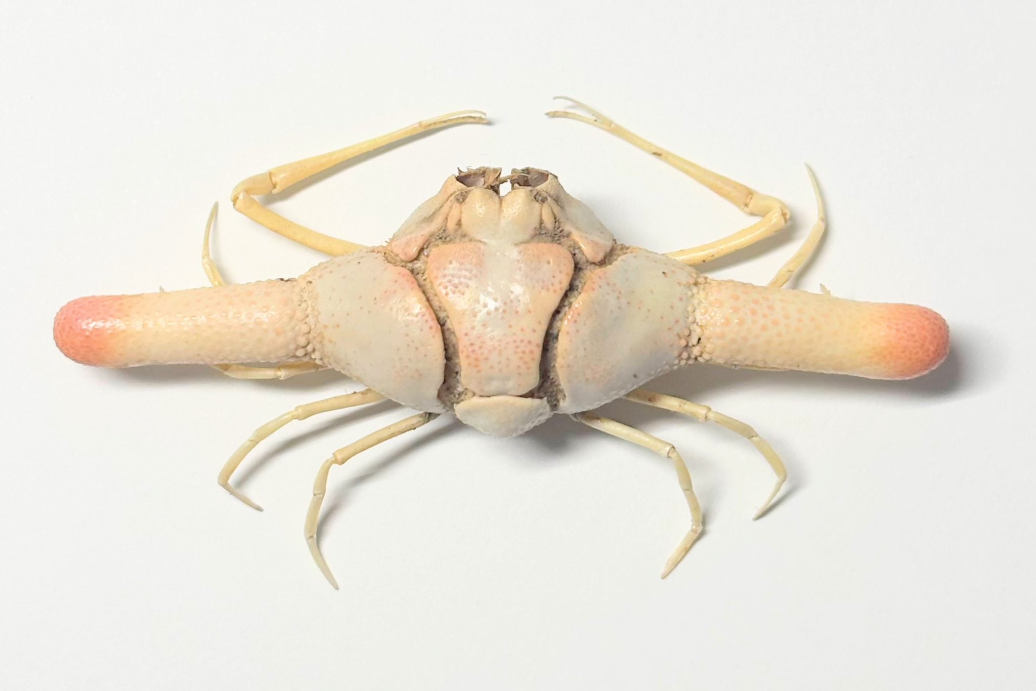 G*N様 オオロッカクコブシガニ展示中定期オークション