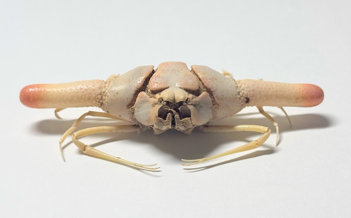 ピエロコブシガニ Ixa cylindrus フィリピン産 🇵🇭 今回の目玉です