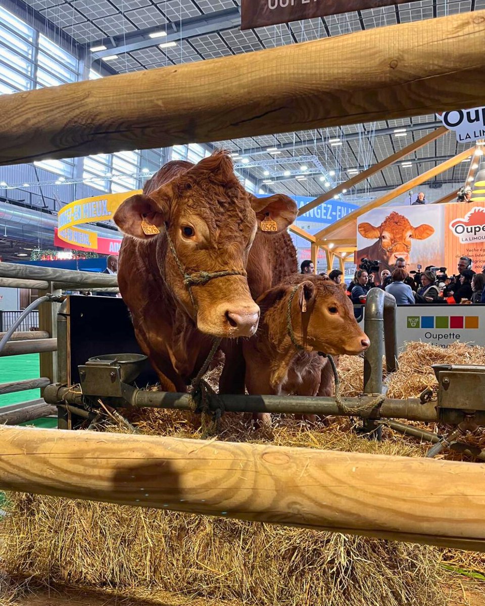 Oupette a posé ses sabots à Paris ! 🐂✨

Ça y est, notre star du #SIA2025 est arrivée à la Porte de Versailles ! 💚
📅 Du 22/02 au 02/03, venez la voir de près !