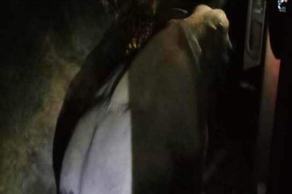 hindsamachar3's tweet image. بڑا ٹرین حادثہ: ٹرین پٹری سےاترکرہاتھیوں کےجھنڈسےجا ٹکرائی،6 ہاتھی ہلاک
سری لنکا کے علاقے ہبارانہ میں مسافر ٹرین ہاتھیوں کے جھنڈسے ٹکرا گئی۔
#elephantprotection #trainelephantcollision #wildlifeconservation #Humanelephantconflict #Habarana #SriLanka #trainaccident #Elephant