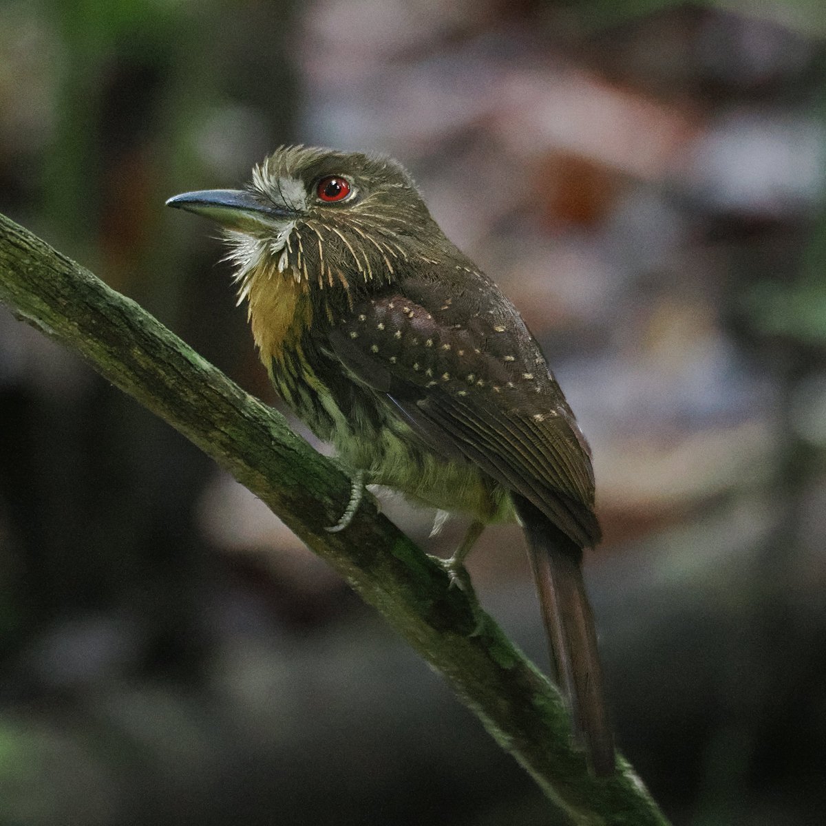 Above96th's tweet photo. What a face! A White-whiskered Puffbird we spotted along the Panama's pipeline road. Puffbirds are easily overlooked because they perch quietly for long periods of time. Caught this one in perfect light! π₯°π₯°π₯° #Puffbird #Panama #BirdsSeenIn2025 https://t.co/t5dDQZXNTl