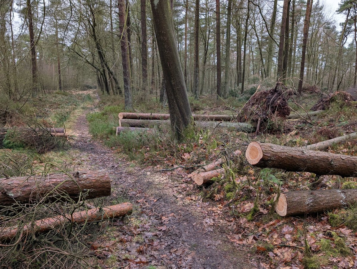 Many thanks to <a href="/ForestryComm/">Forestry Commission</a> for clearing 20+ fallen trees at Wass woods near <a href="/VisitHelmsley/">VisitHelmsley</a> in <a href="/NorthYorkMoors/">North York Moors NP</a> #Yorkshire. We can now enjoy one of our favorite walks again!
