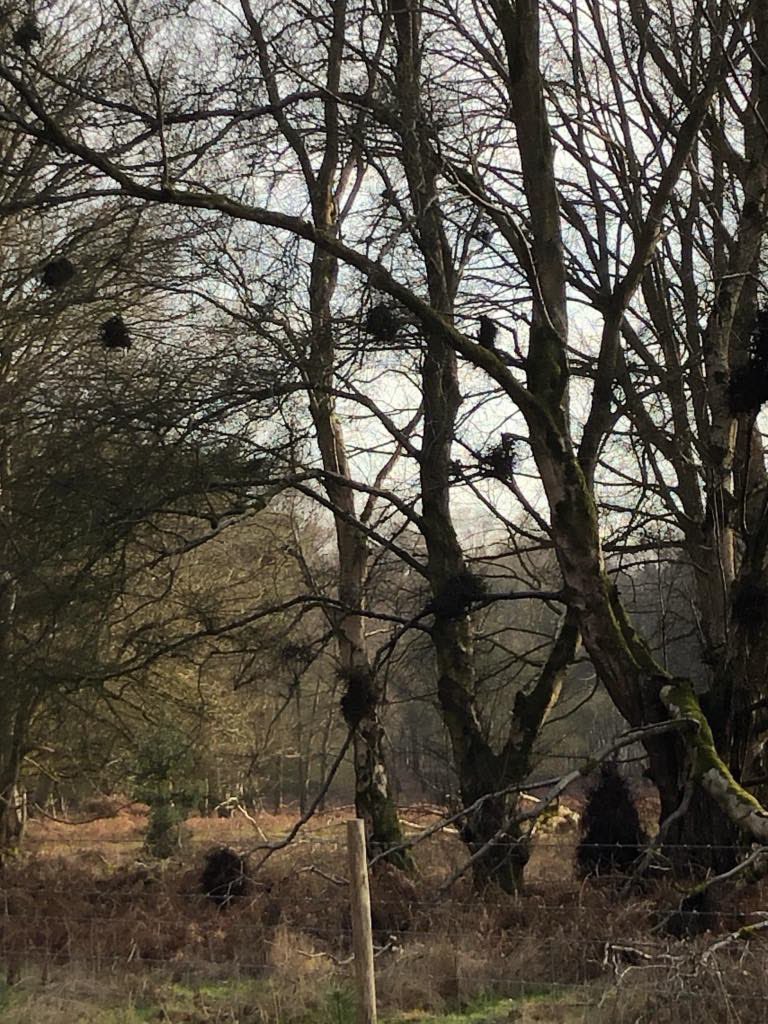 RunBreckland's tweet photo. Rita’s checked the Hockham 5 Mile route, and it’s looking great. If we get the rain that’s forecast it might get a bit muddy, but that’s trail running! We’ll announce our next social run soon. Current events https://t.co/feKFL6vVCX
#trailrunning #5miles #5milerun
@TheBrecksLP https://t.co/U78FwtfY9q