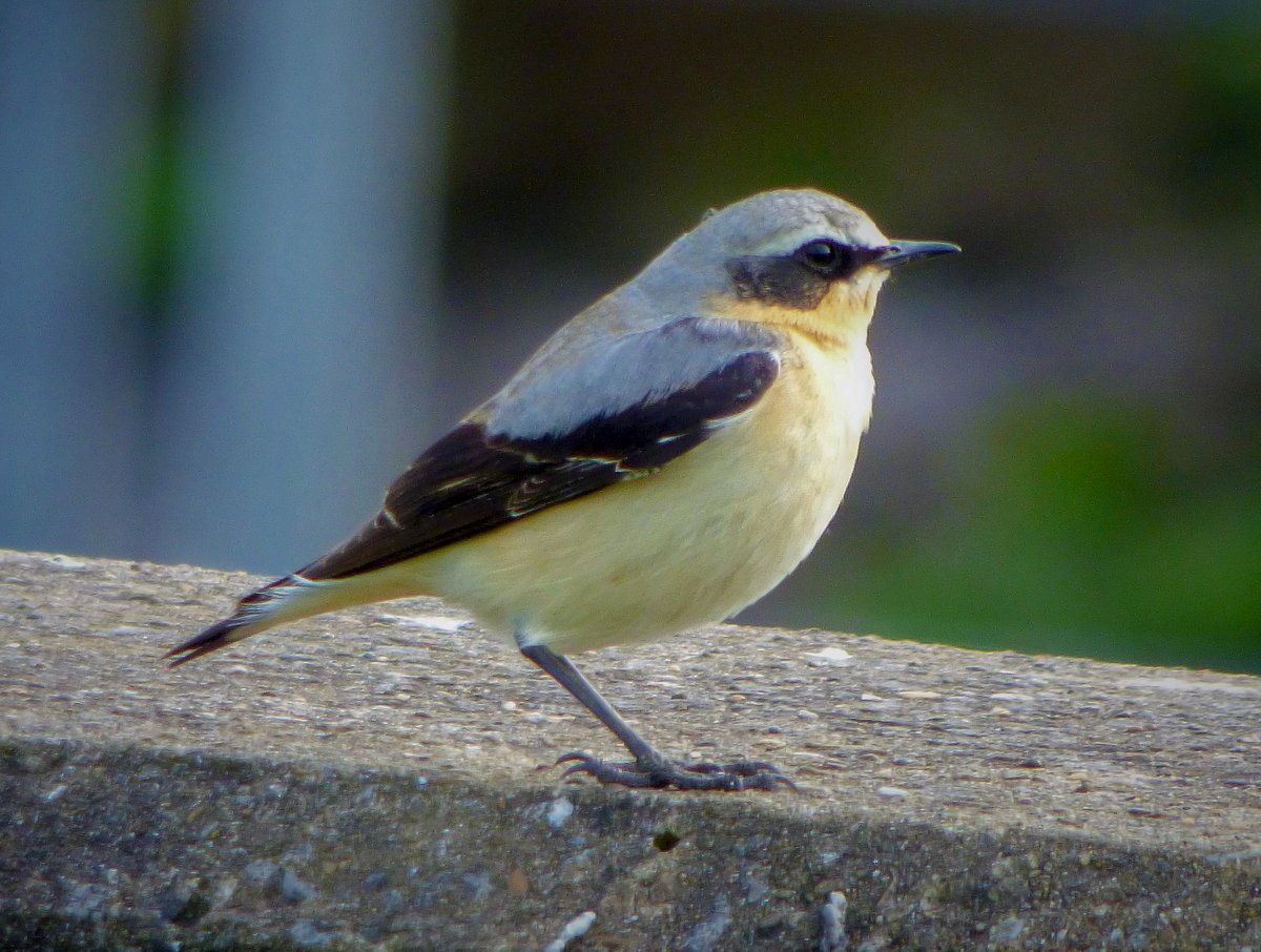 kevin (Birdman) willans tweet media