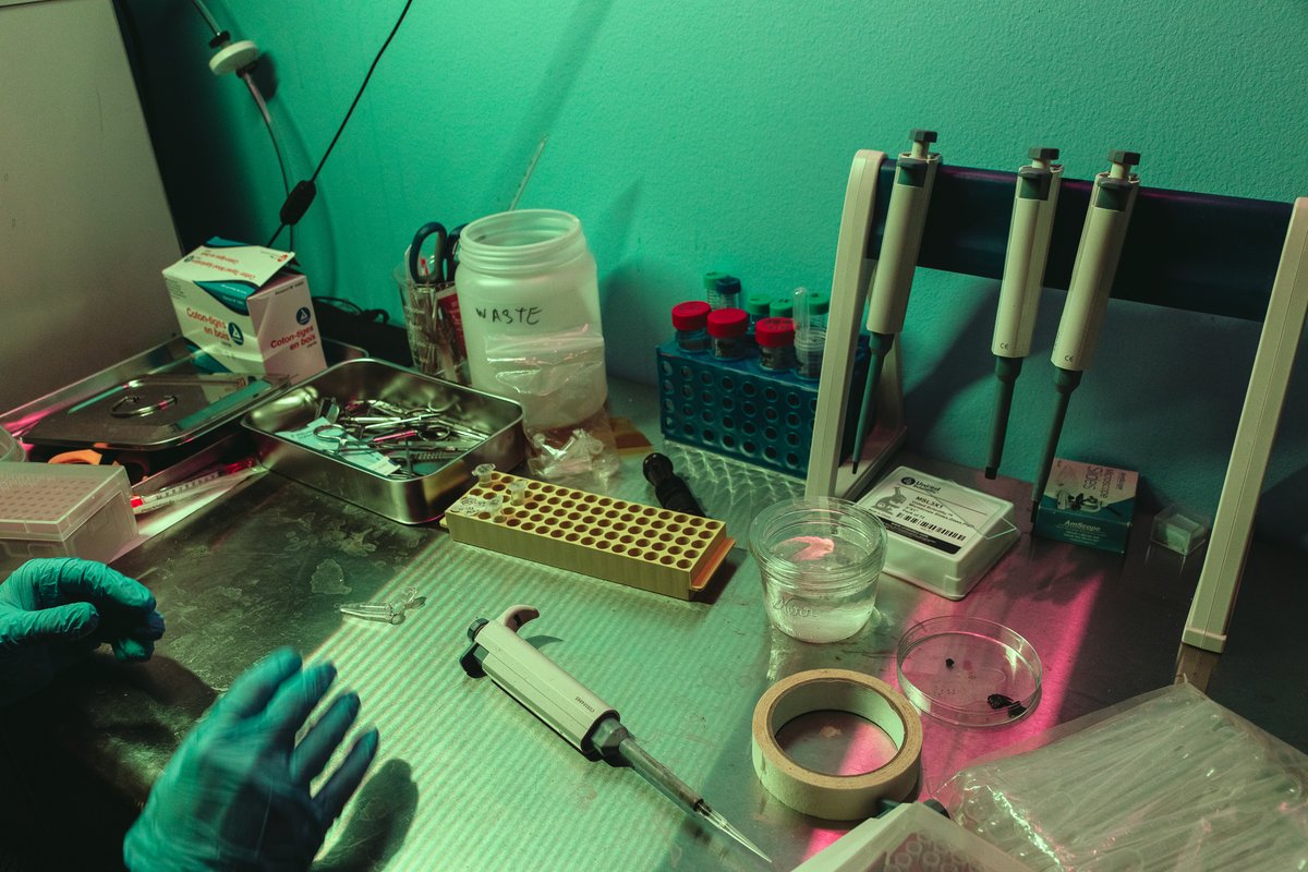 Josie Zayner (@josiezayner) on Twitter photo We are hiring <a href="/WeBuildLife/">The Los Angeles Project</a> to build next generation animals. Looking for people with any related skills
Embryo work
Embryology
ES and Stem cells
AI for Bio
&c.
email CV to lap@building.life We are hiring <a href="/WeBuildLife/">The Los Angeles Project</a> to build next generation animals. Looking for people with any related skills
Embryo work
Embryology
ES and Stem cells
AI for Bio
&c.
email CV to lap@building.life