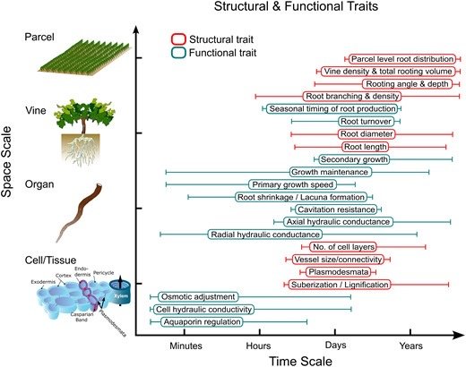 Abiotic stress in plants (Green Survivors) (@abioticstress) on Twitter photo Review by Bernardo et al. <a href="/INRAE_Intl/">INRAE_International</a> <a href="/INRAE_France/">INRAE</a> <a href="/JXBot/">JXB @jxbotany.bsky.social</a> <a href="/SEBiology/">SEB @sebiology.bsky.social</a>
#Root system #ideotypes: what is the potential for #breeding #drought-tolerant #grapevine #rootstocks?
academic.oup.com/jxb/advance-ar…
#PlantSci <a href="/sci_plant/">Plant Science</a> <a href="/arbona_vicent/">Vicent Arbona</a> <a href="/PlantRedox/">RedoxInPlants</a> <a href="/yongfeng_zhou/">Yongfeng Zhou🍇🍷周永锋@yongfeng_zhou@ecoevo.social</a> <a href="/EstherNgumbi/">Esther Ngumbi</a> Review by Bernardo et al. <a href="/INRAE_Intl/">INRAE_International</a> <a href="/INRAE_France/">INRAE</a> <a href="/JXBot/">JXB @jxbotany.bsky.social</a> <a href="/SEBiology/">SEB @sebiology.bsky.social</a>
#Root system #ideotypes: what is the potential for #breeding #drought-tolerant #grapevine #rootstocks?
academic.oup.com/jxb/advance-ar…
#PlantSci <a href="/sci_plant/">Plant Science</a> <a href="/arbona_vicent/">Vicent Arbona</a> <a href="/PlantRedox/">RedoxInPlants</a> <a href="/yongfeng_zhou/">Yongfeng Zhou🍇🍷周永锋@yongfeng_zhou@ecoevo.social</a> <a href="/EstherNgumbi/">Esther Ngumbi</a>