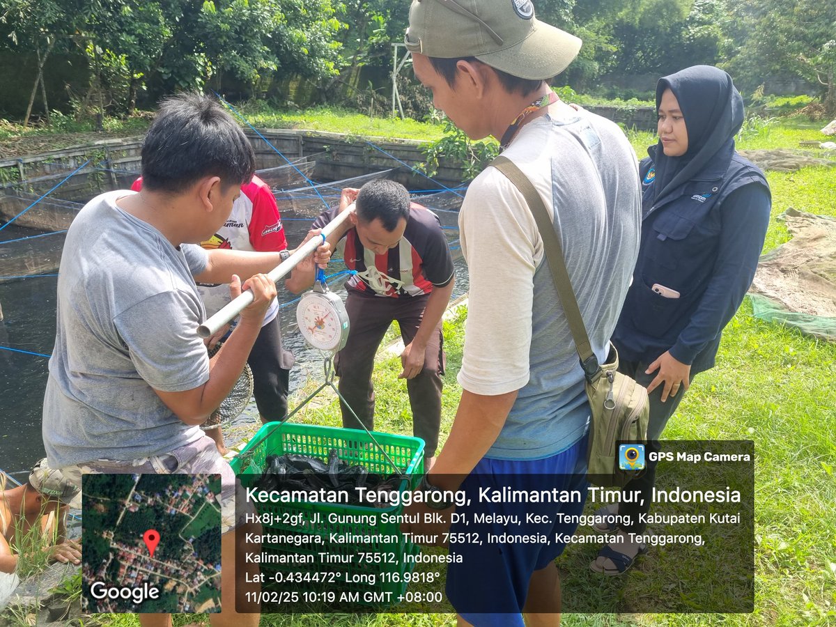sinta_sps's tweet photo. Selasa(11/2/25), Sinta PS, Luhkan Kab Kukar
di Pokdakan Harapan Rakyat Sejahtera Kel. Melayu, Mendampingi Panen Ikan Lele, Sebanyak 602 Kg, Luas kolam 20m², Bobot panen 5-7 ekor/kg, Harga 21.000/kg
#GiatLuhkanSatminkalBWI #Kukar #Produksi https://t.co/dlg0A1nUoS