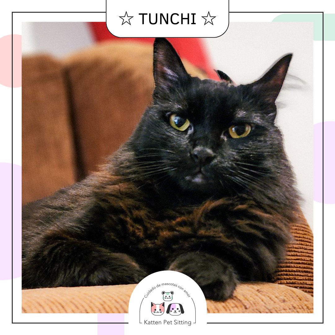PetKatten's tweet photo. 🌈 Holis amigxs!!! Hoy presentamos a nuestra amigaza, la Reina #Tunchi 💖🐈‍⬛. Atún es su nombre formal, pero cómo estamos en confianza le decimos Tunchi o Tunchineta 😹❤️. Hace ya dos años que cuidamos a esta bebita y la amamos FUERTE 😻🐈‍⬛. (+) https://t.co/edGL2pl5jD