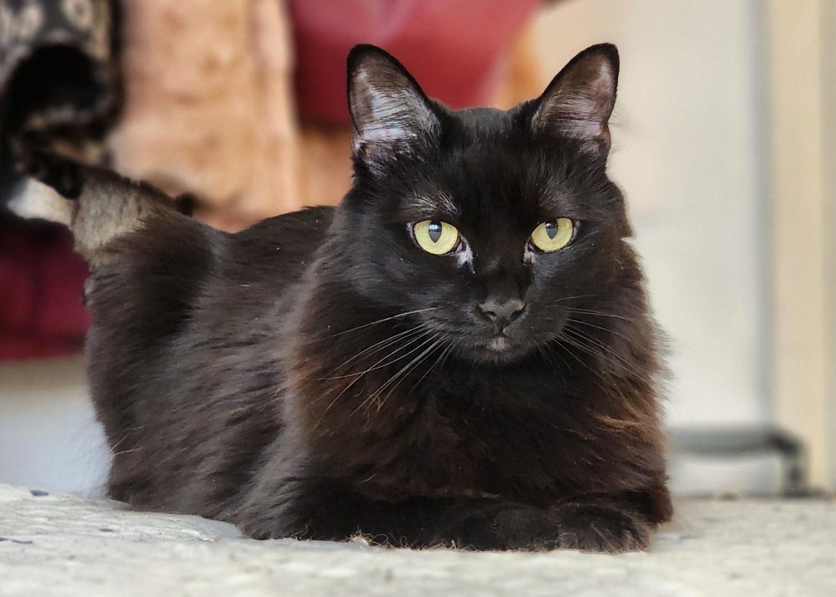 PetKatten's tweet photo. 🌈 Holis amigxs!!! Hoy presentamos a nuestra amigaza, la Reina #Tunchi 💖🐈‍⬛. Atún es su nombre formal, pero cómo estamos en confianza le decimos Tunchi o Tunchineta 😹❤️. Hace ya dos años que cuidamos a esta bebita y la amamos FUERTE 😻🐈‍⬛. (+) https://t.co/edGL2pl5jD